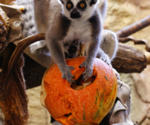 Halloween w łódzkim zoo