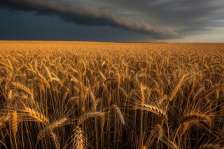 Ubezpieczenie upraw w 2025 roku