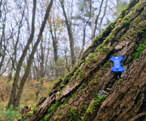 Oznaczone drzewa na Dębinie jednak nie idą pod topór. Nie będzie tam też wartostrady. Co się dzieje na terenie użytku ekologicznego?