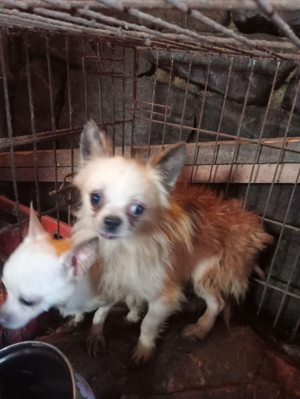 OTOZ Animals interwencja w Żywcu