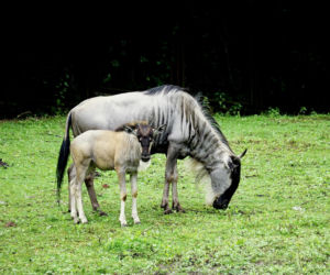We wrocławskim zoo urodziły się gnu białobrode