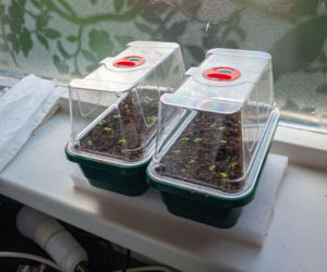 Uprawa rozsady w miniszklarence