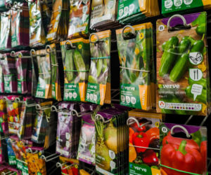 Kiedy jest najlepszy czas na wysiew warzyw? Ceny nasion w marcu 2026