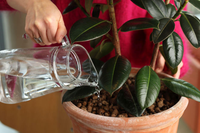 Podlewanie fikusa