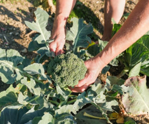 Brokuł
