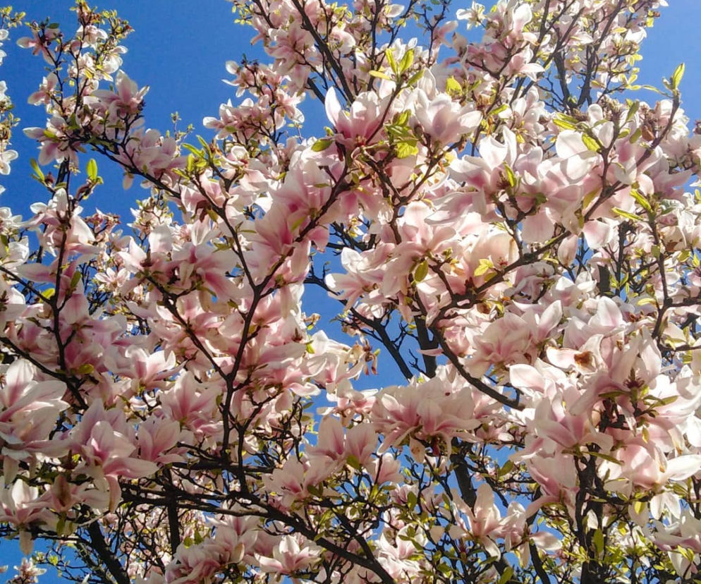 Magnolie w Szczecinie