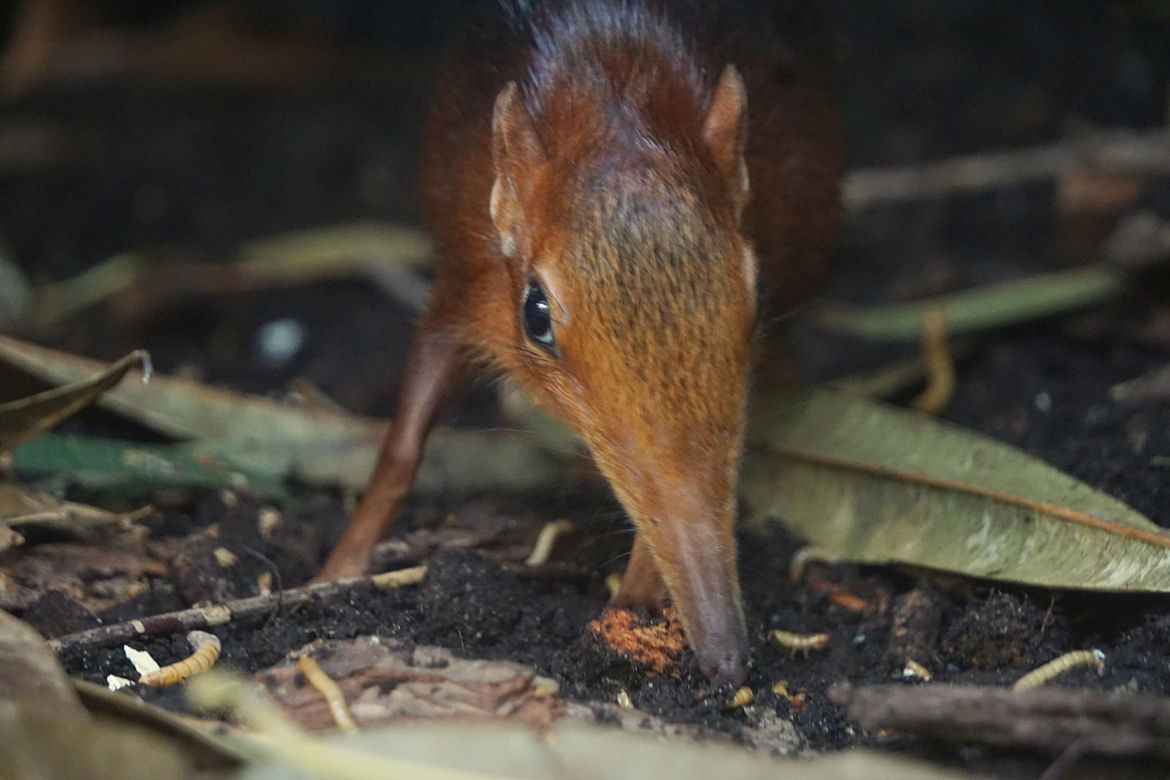Niespodzianka w zoo! Nowi mieszkańcy wrocławskiego Afrykarium!