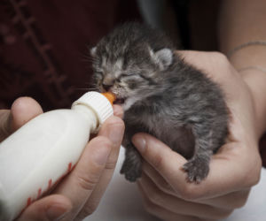 Uratowane koty potrzebują pomocy 