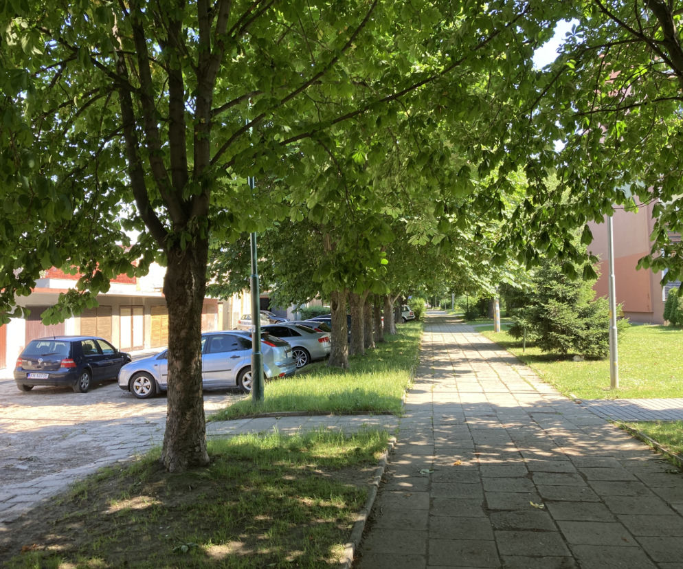 Kasztanowce do wycięcia na ul. Młodzieżowej