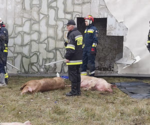 Wypadek ciężarówki przewożącej świnie w Wierzbicy koło Serocka