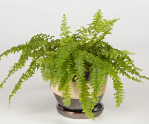 Paprotka usycha? Oto jak dbać o nią w zimowych warunkach!