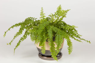 Paprotka usycha? Sprawdź, jak pielęgnować paprocie zimą, by znów cieszyły zielenią