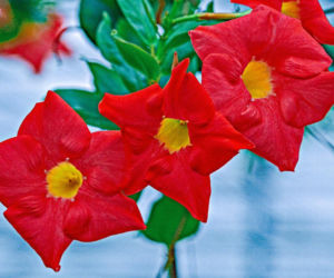 Zapomnij o pelargoniach. To najmodniejsza roślina balkonowa tego roku