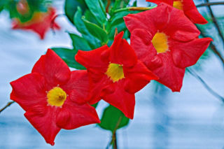 Zapomnij o pelargoniach. To najmodniejsza roślina balkonowa tego roku