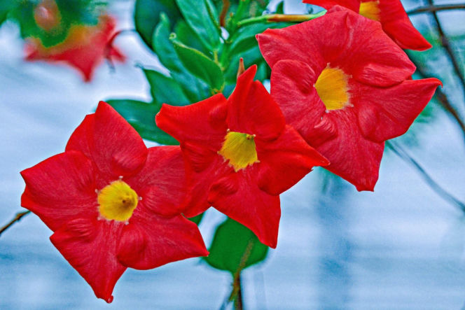 Zapomnij o pelargoniach. To najmodniejsza roślina balkonowa tego roku