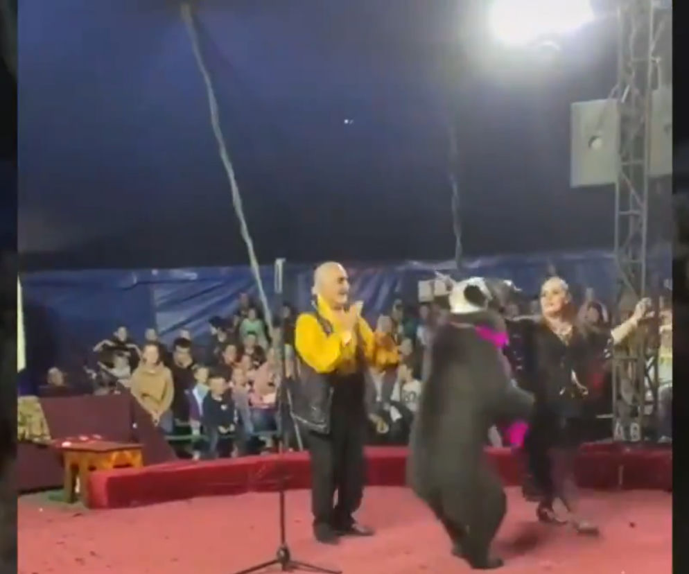 Niedźwiedź zatakował kobietę! Nagranie trafilo do sieci