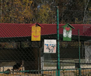 Budżet Obywatelski 2019 - Schronisko dla Bezdomnych Zwierząt w Toruniu może się cieszyć