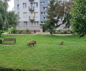 Dziki w Skarżysku-Kamiennej