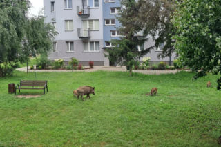 Dziki w Skarżysku-Kamiennej