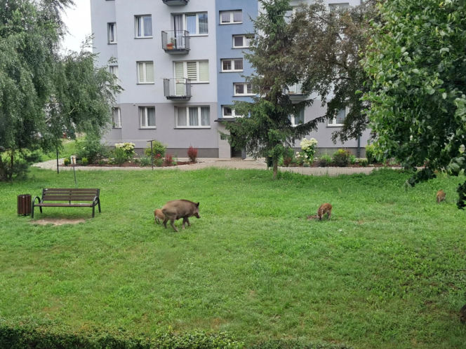Dziki w Skarżysku-Kamiennej