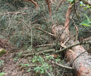 Ktoś zniszczył gniazdo bielika, zginęły maleńkie pisklęta