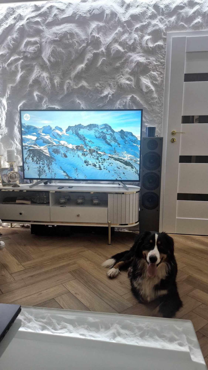 Niesamowita historia berneńczyka z Bydgoszczy! Bella wreszcie wróciła do domu