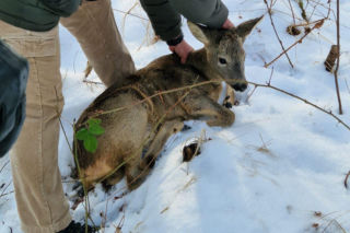 Dzika sarna potrzebowała pomocy. Służby zareagowały natychmiast