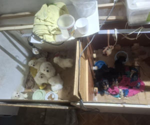 Były niedożywione i zapchlone, miały odmrożone łapy. Dramat 44 małych psów i 3 kotów 