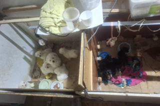 Były niedożywione i zapchlone, miały odmrożone łapy. Dramat 44 małych psów i 3 kotów 