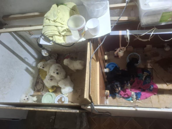 Były niedożywione i zapchlone, miały odmrożone łapy. Dramat 44 małych psów i 3 kotów 