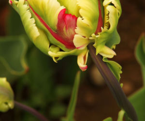 Tulipany papuzie