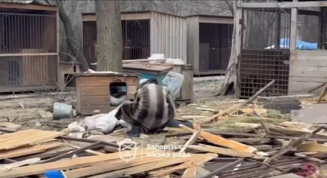 Atak na schronisko dla zwierząt Zaporoże