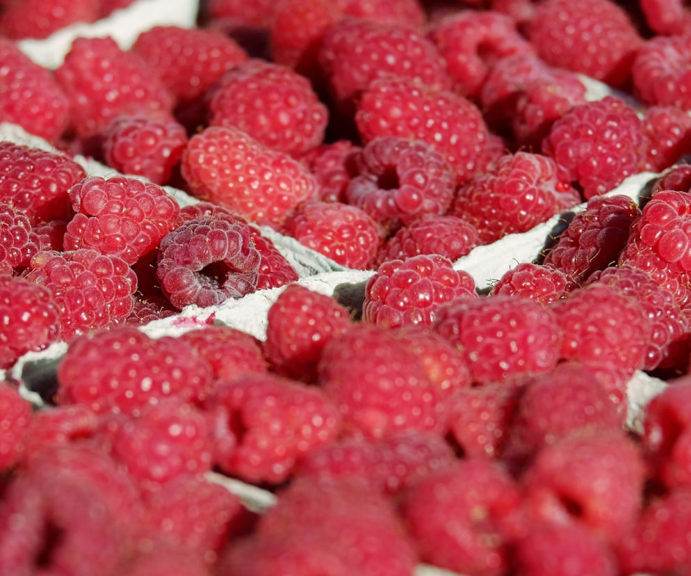 Plantatorzy malin wyjdą na ulice? „Balansujemy na granicy upokorzenia”