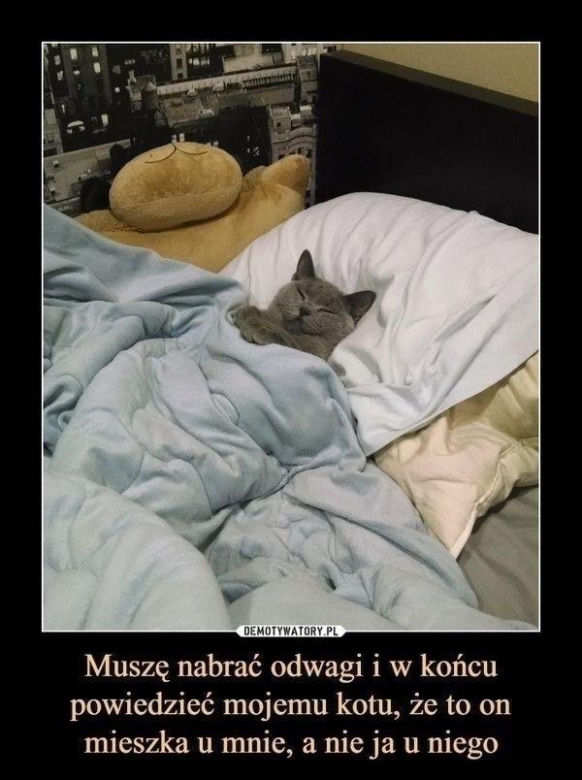 Chcesz poprawić sobie humor? Te memy ze zwierzętami rozbawią cię do łez!
