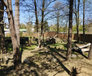 Wilcza Ostoja we wrocławskim zoo