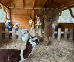Żywa szopka w Lipowicy – magiczne święta tuż obok Kielc