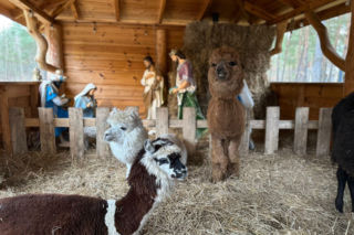 Żywa szopka w Lipowicy – magiczne święta tuż obok Kielc