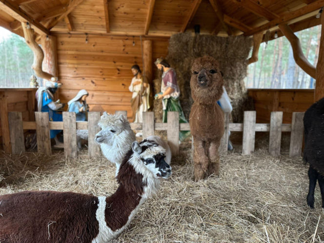 Żywa szopka w Lipowicy – magiczne święta tuż obok Kielc