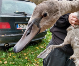   Leśnicy uratowali chorą łabędzicę. Lot uniemożliwiło jej anielskie skrzydło [FOTO]