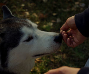 Husky opanowały Psi Park! [GALERIA]