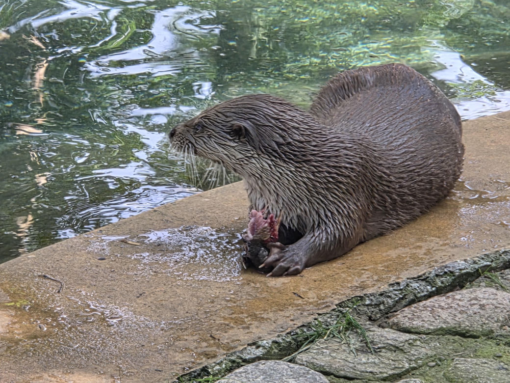 Pokazowe karmienie w myślęcińskim zoo to prawdziwy hit! Sprawdziliśmy to na miejscu