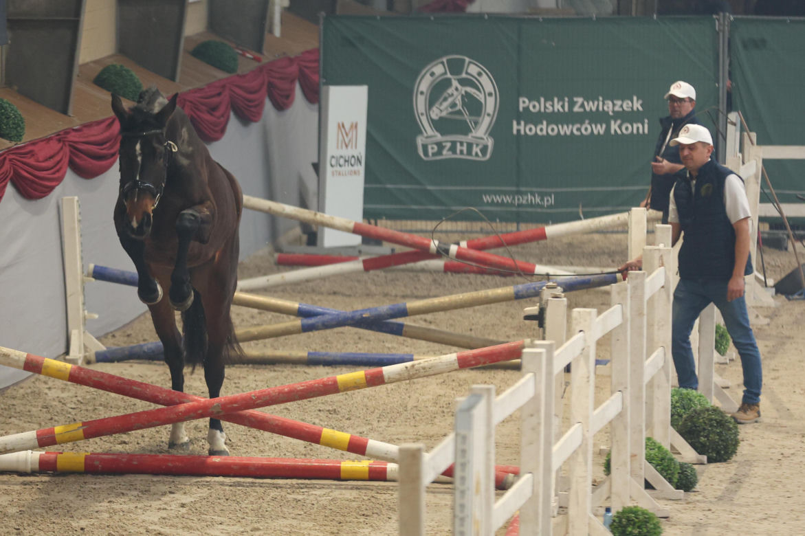 Czempionat Koni Ras Szlachetnych i Pokaz Ogierów Hodowlanych w Radzionkowie