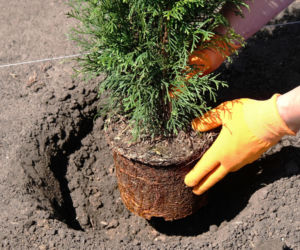 Kto posadzi w ogrodzie ten prosi się o nieszczęścia. Ulubione drzewko Polaków jest symbolem smutku. Znaczenie roślin