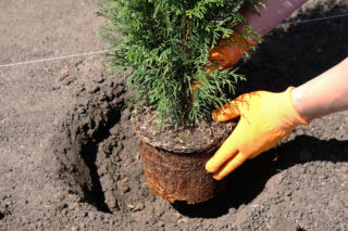 Kto posadzi w ogrodzie ten prosi się o nieszczęścia. Ulubione drzewko Polaków jest symbolem smutku. Znaczenie roślin