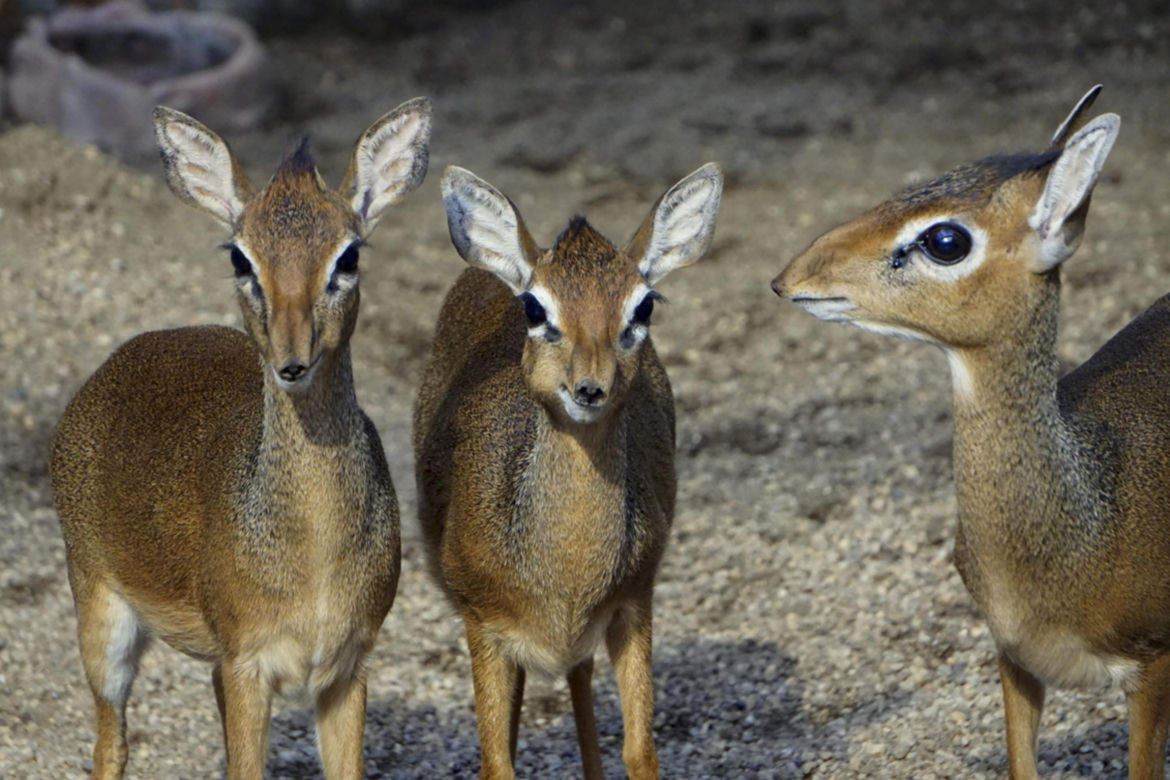 Wrocławskie Zoo