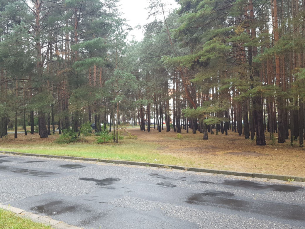 Miał być park, będzie wycinka? Miasto wystawiło na sprzedaż hektar lasu na Rejtana