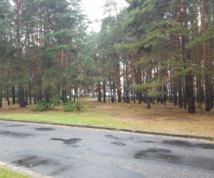 Miał być park, będzie wycinka? Miasto wystawiło na sprzedaż hektar lasu na Rejtana