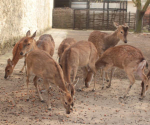 Żołędzie i orzechy dla zwierząt z Warszawskiego ZOO
