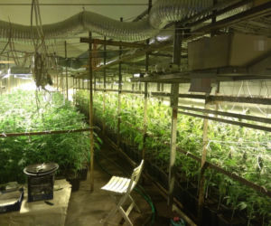 Marihuana zamiast pieczarek! Potężna plantacja w Lubelskiem