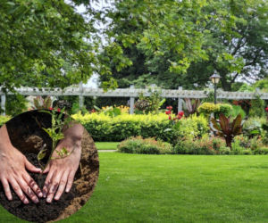 Posadź ją w marcu. Latem obsypie ogród kwiatami jak z katalogu